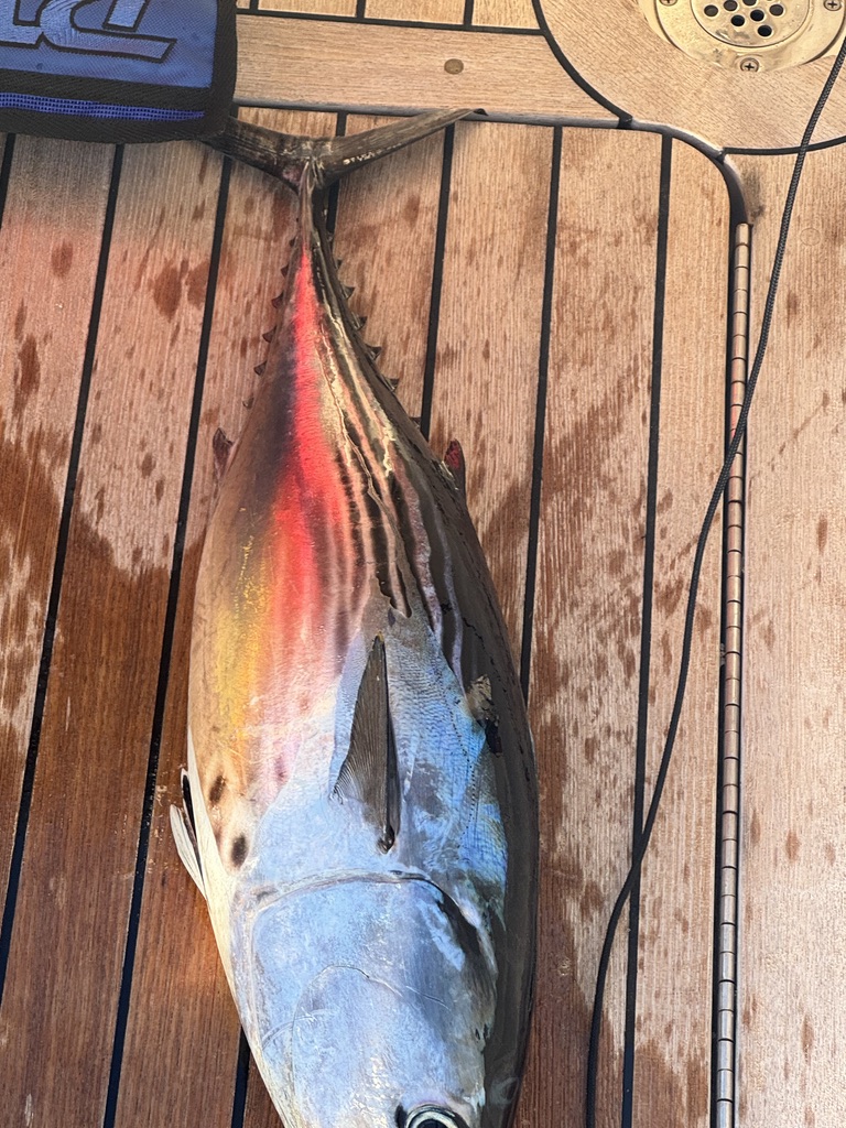 Fresh catch aboard yacht