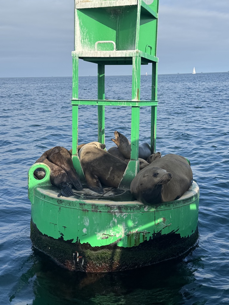 Sea lions on buoy
