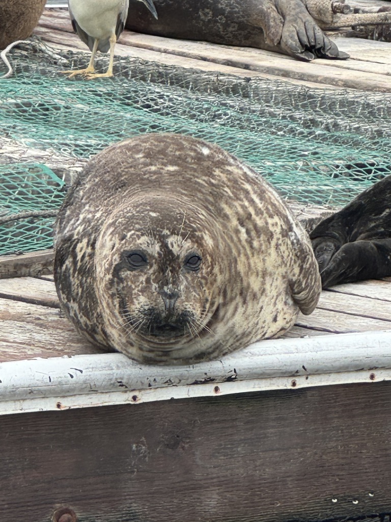Seal