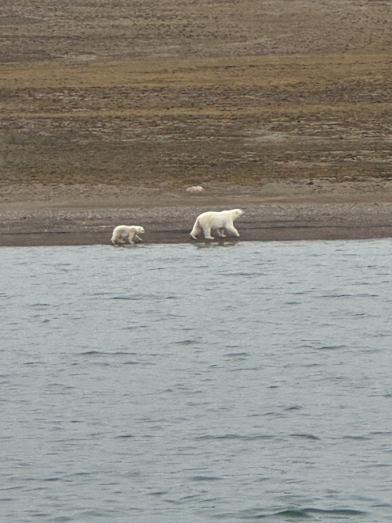 Polar bears